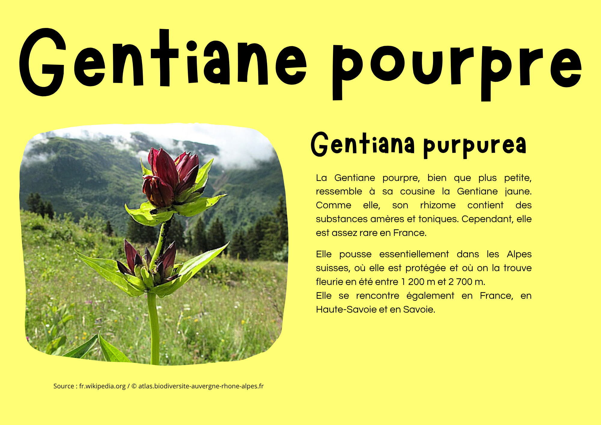 Gentiane pourpre.png