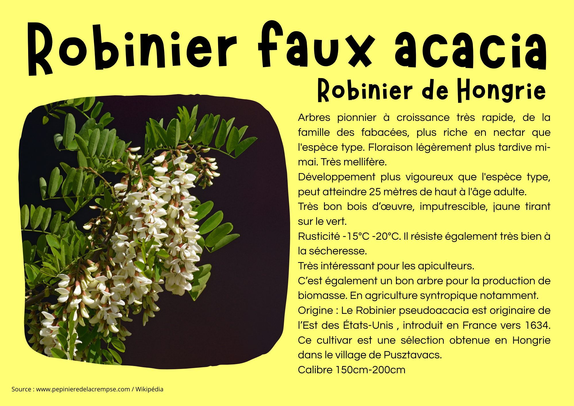 Robinier faux acacia.png