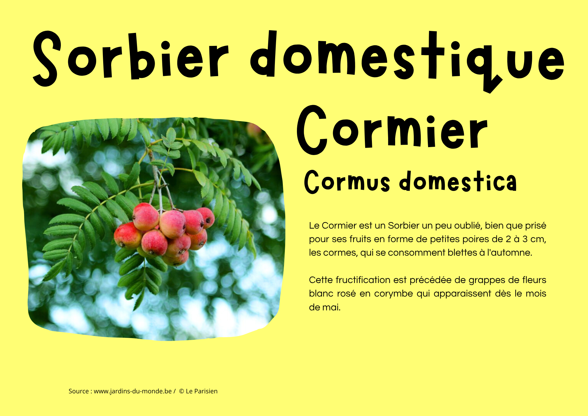 Sorbier domestique - Cormier.png