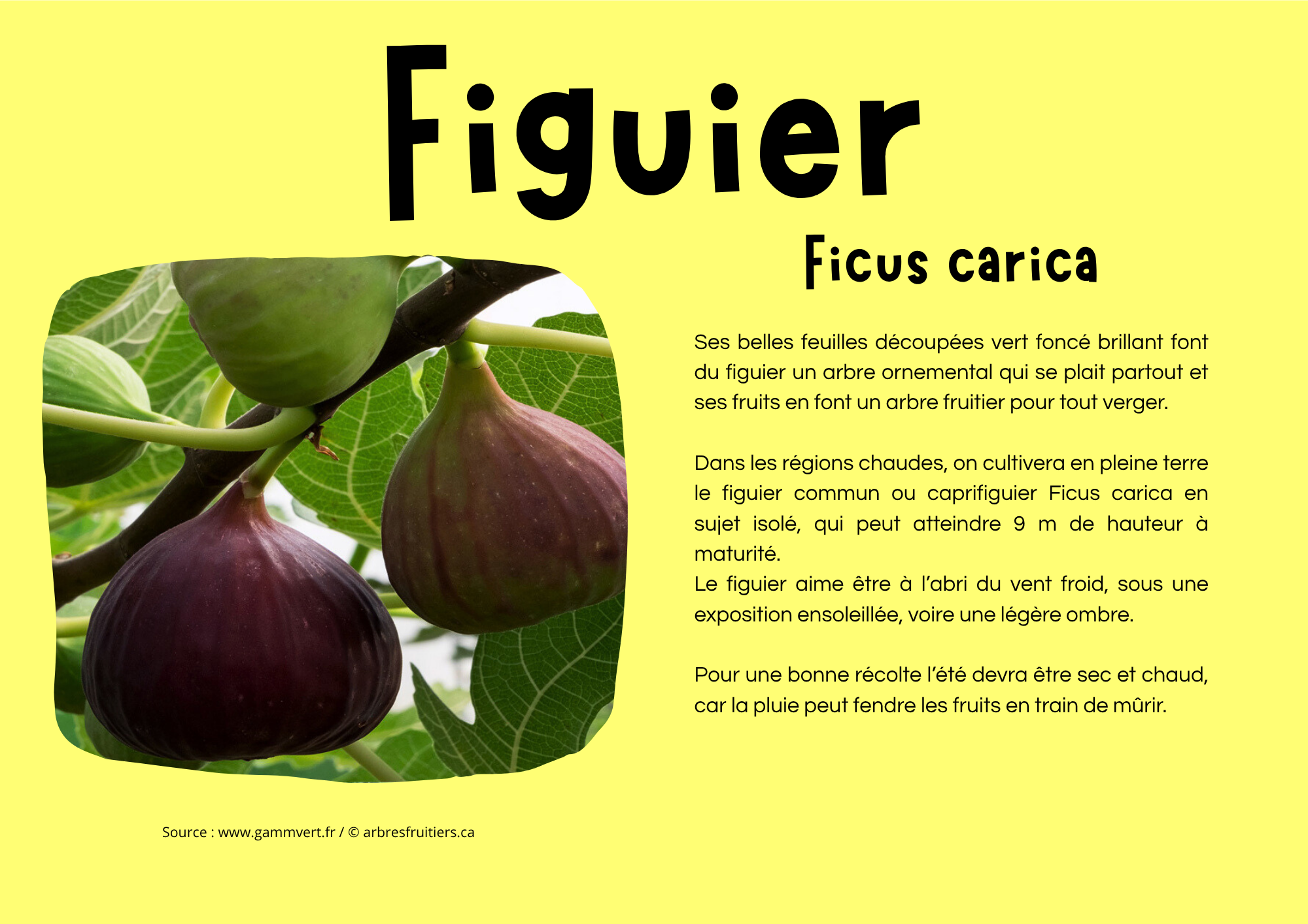 Figuier.png
