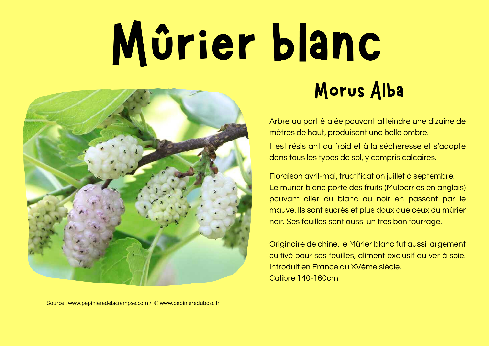 Mûrier blanc.png