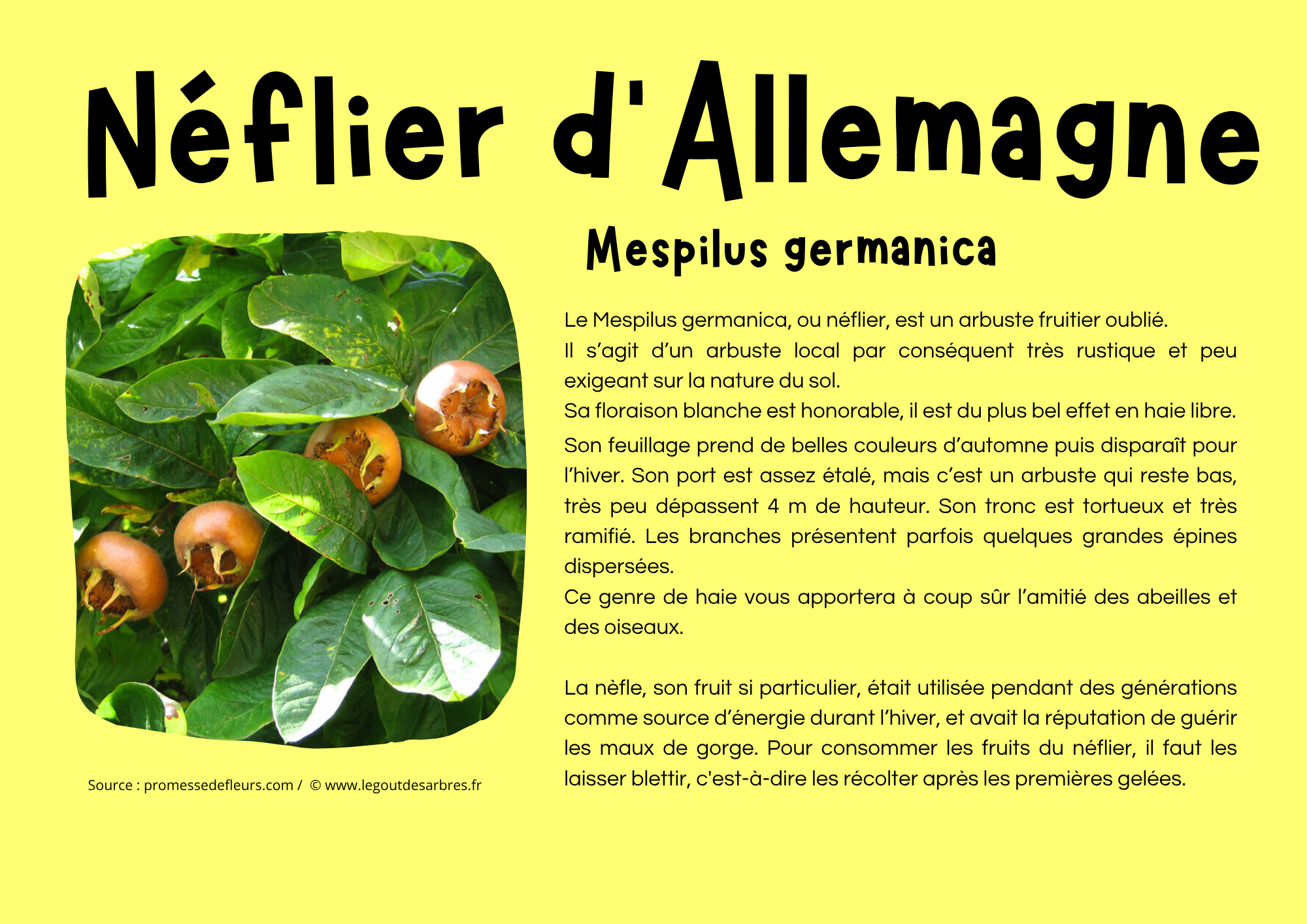 Néflier d_Allemagne.png