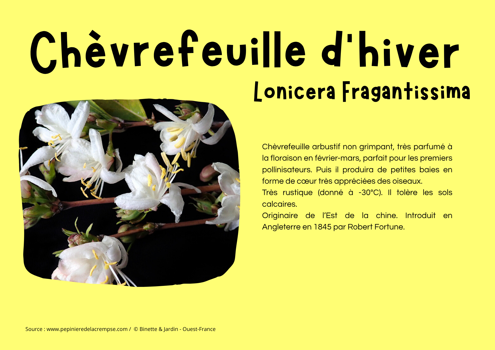 Chèvrefeuille d_hiver.png