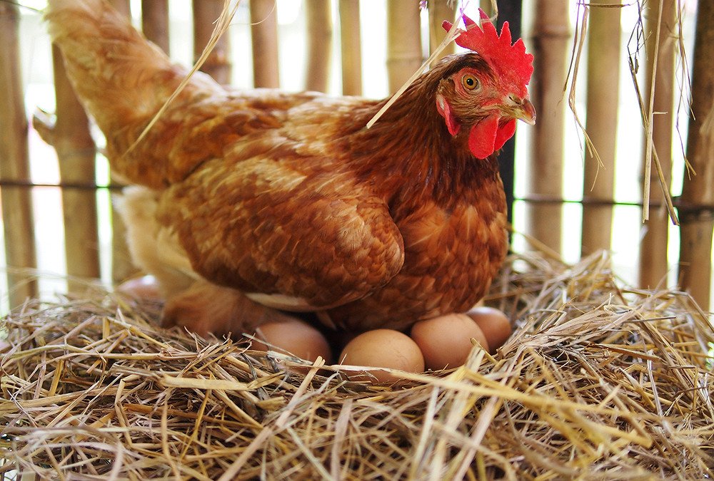 poule.jpeg