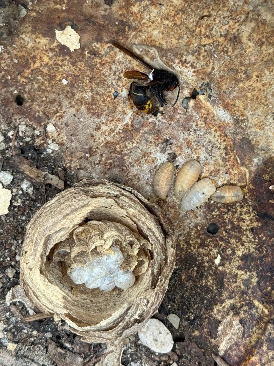 20260518 - St Hilaire - Rte de vénérieu _1_.jpeg