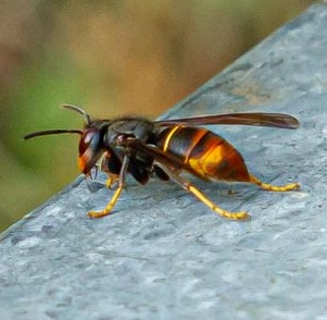 Frelon asiatique .jpg