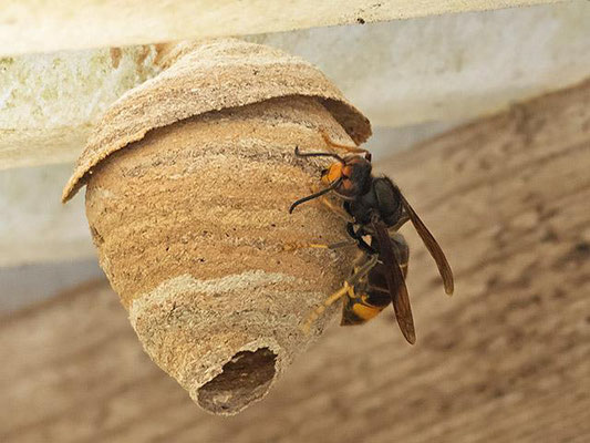 Nid primaire 01.jpeg