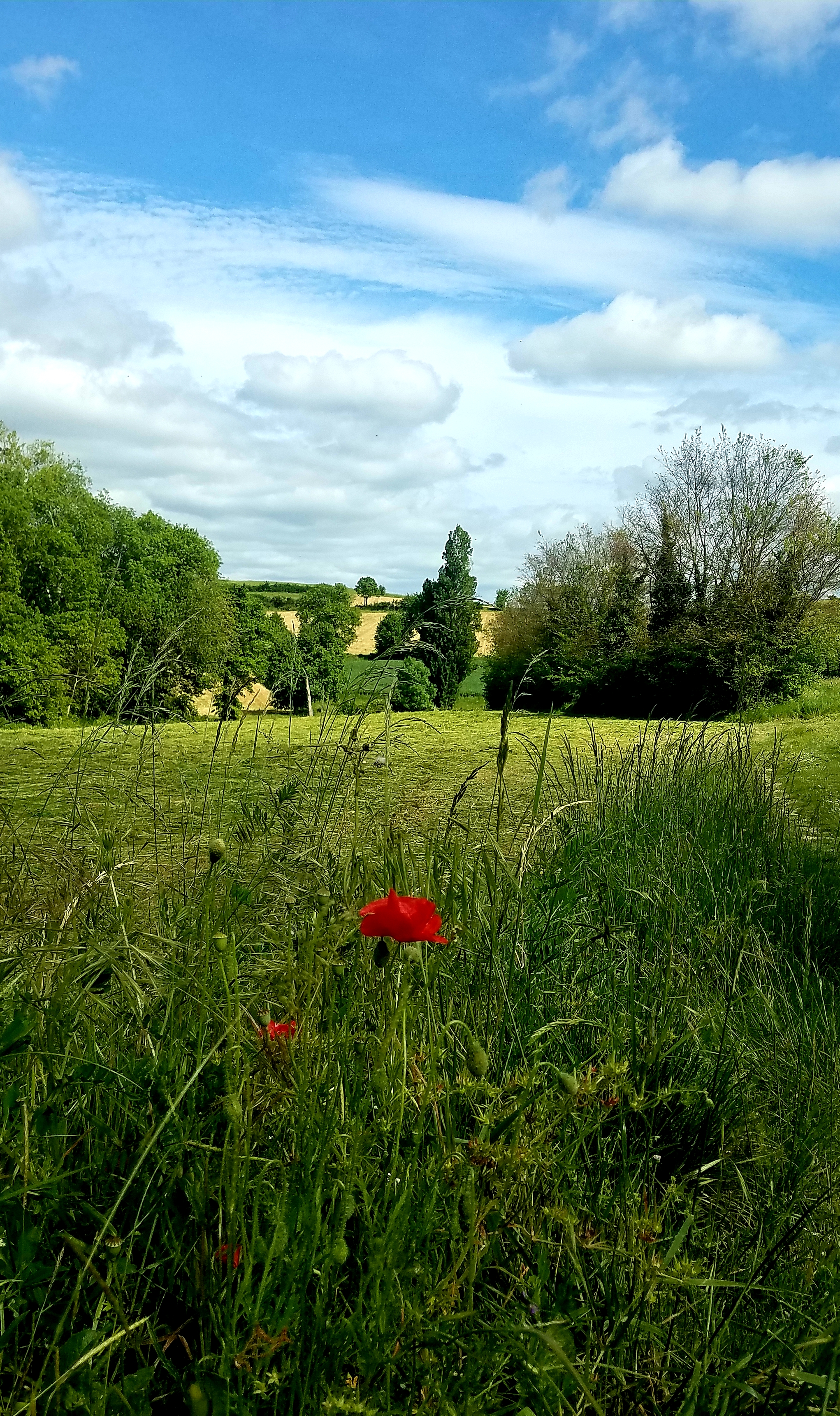 Coquelicot sur les plos de Drulhe.jpg