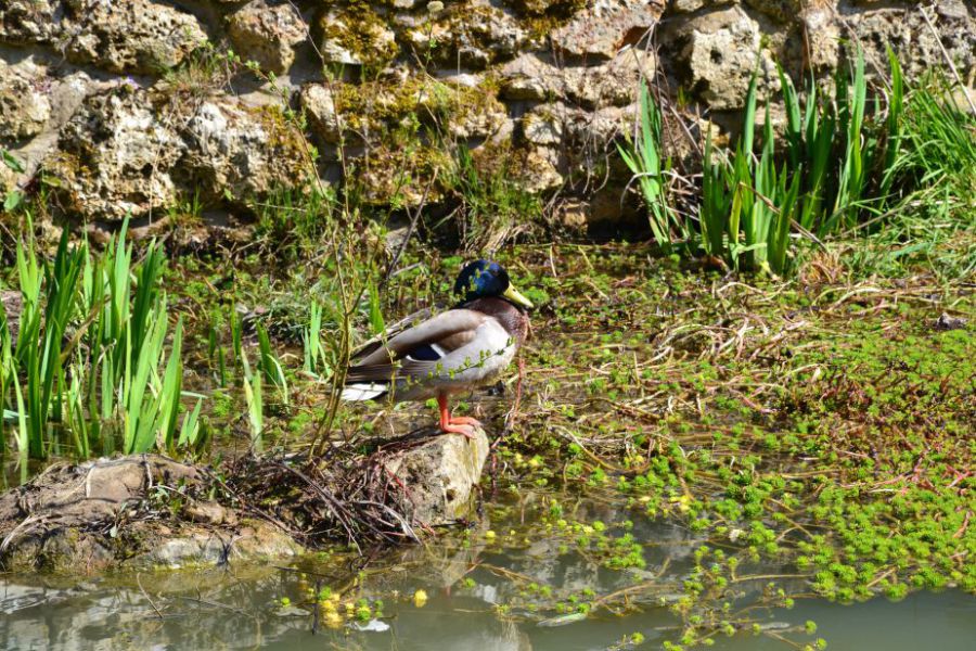 Biodiversité3.jpg