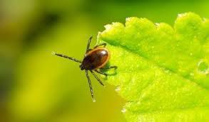 Insectes nuisibles1.jpg