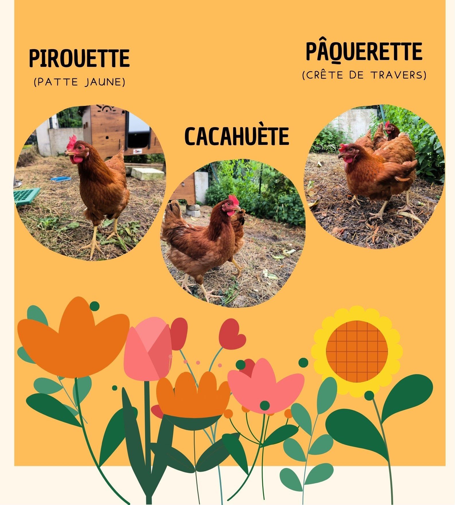 poules CDL.jpg