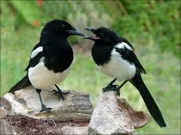 Animaux non domestiques 2.jpg