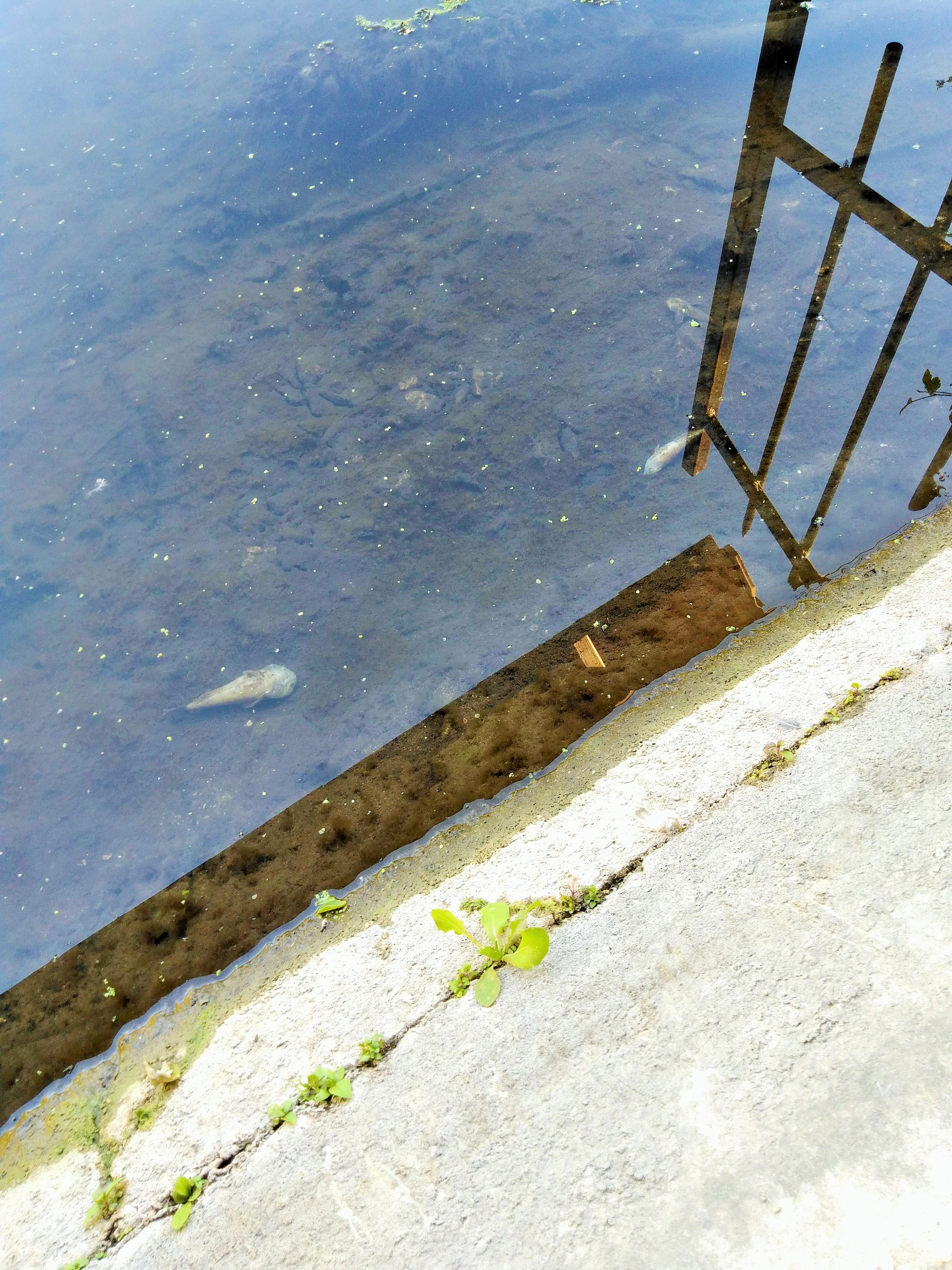 poissons 1.jpg