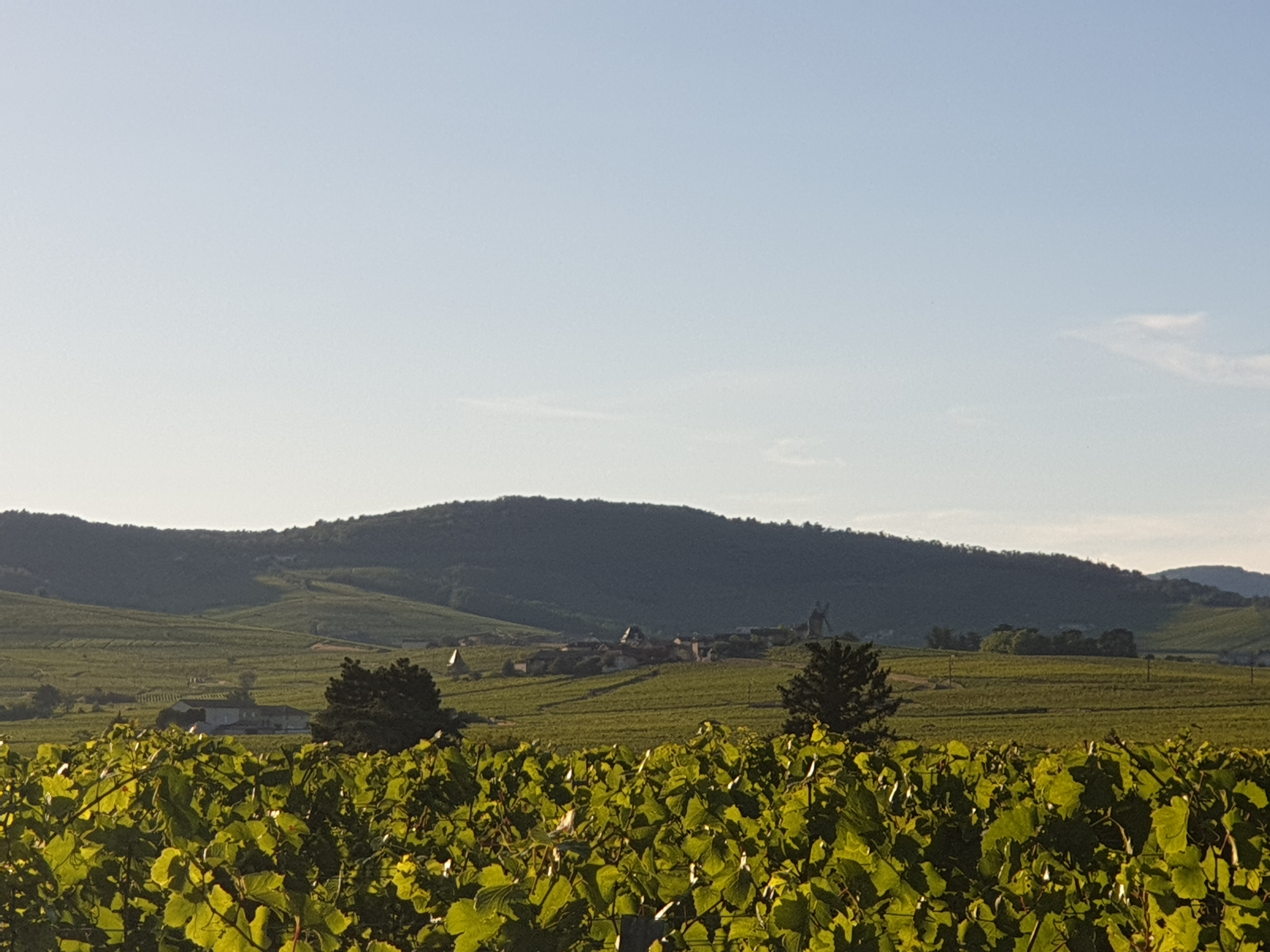 Romanèche-Thorins vue