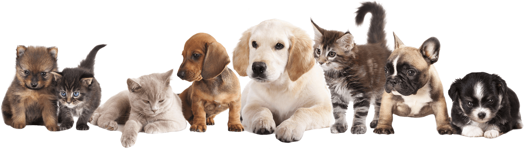 kisspng-puppy-pet-sitting-dog-kitten-pets-5abe31489b17b3.0947645015224138966353.png