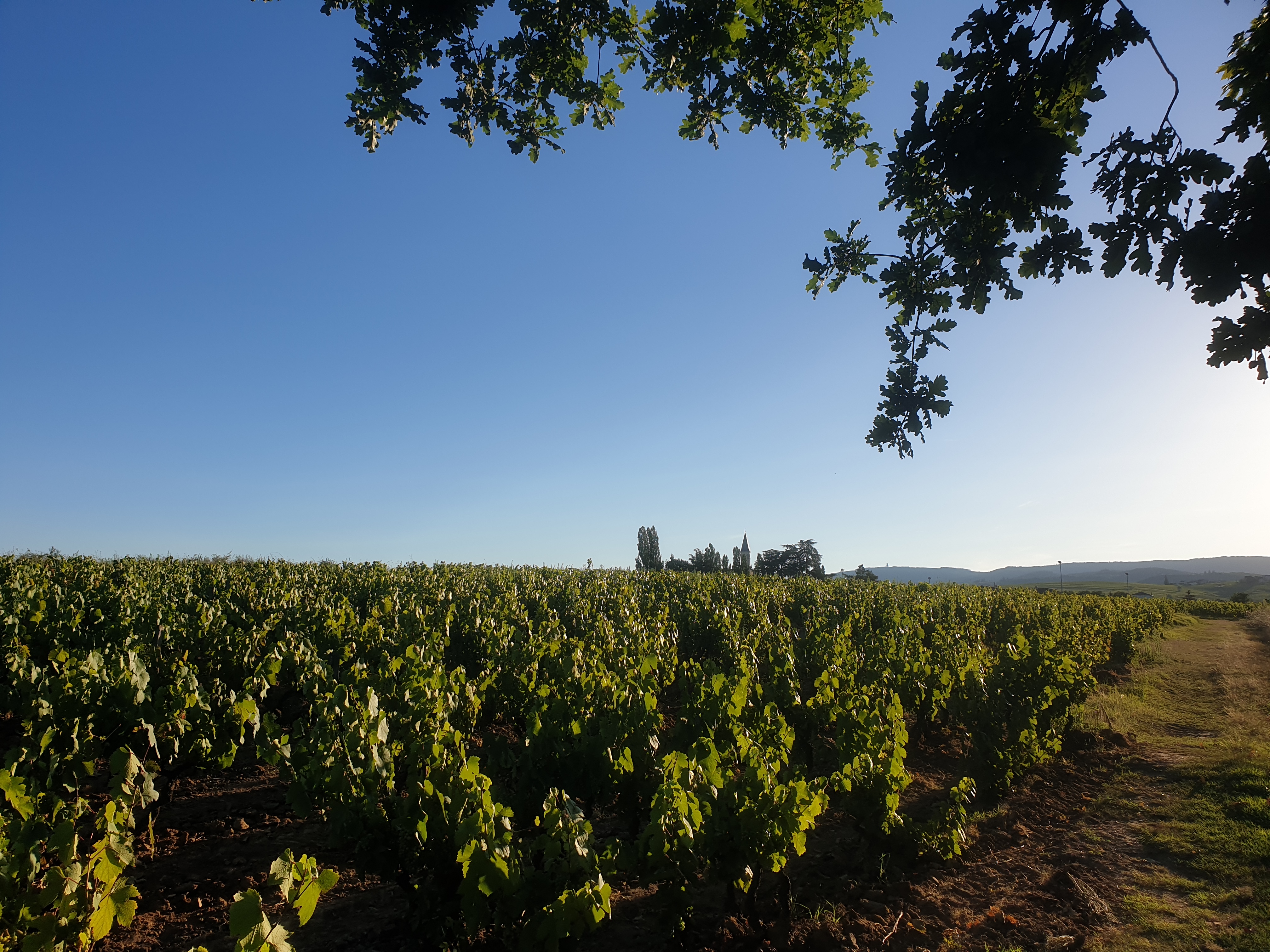 Romanèche-Thorins vue 1