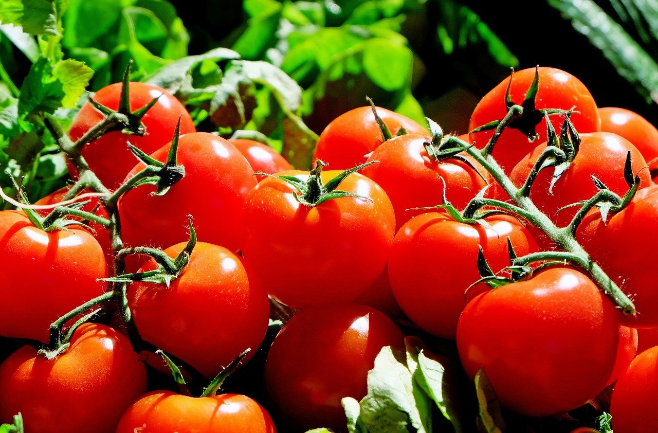 tomatoes-1280859_1280.jpg