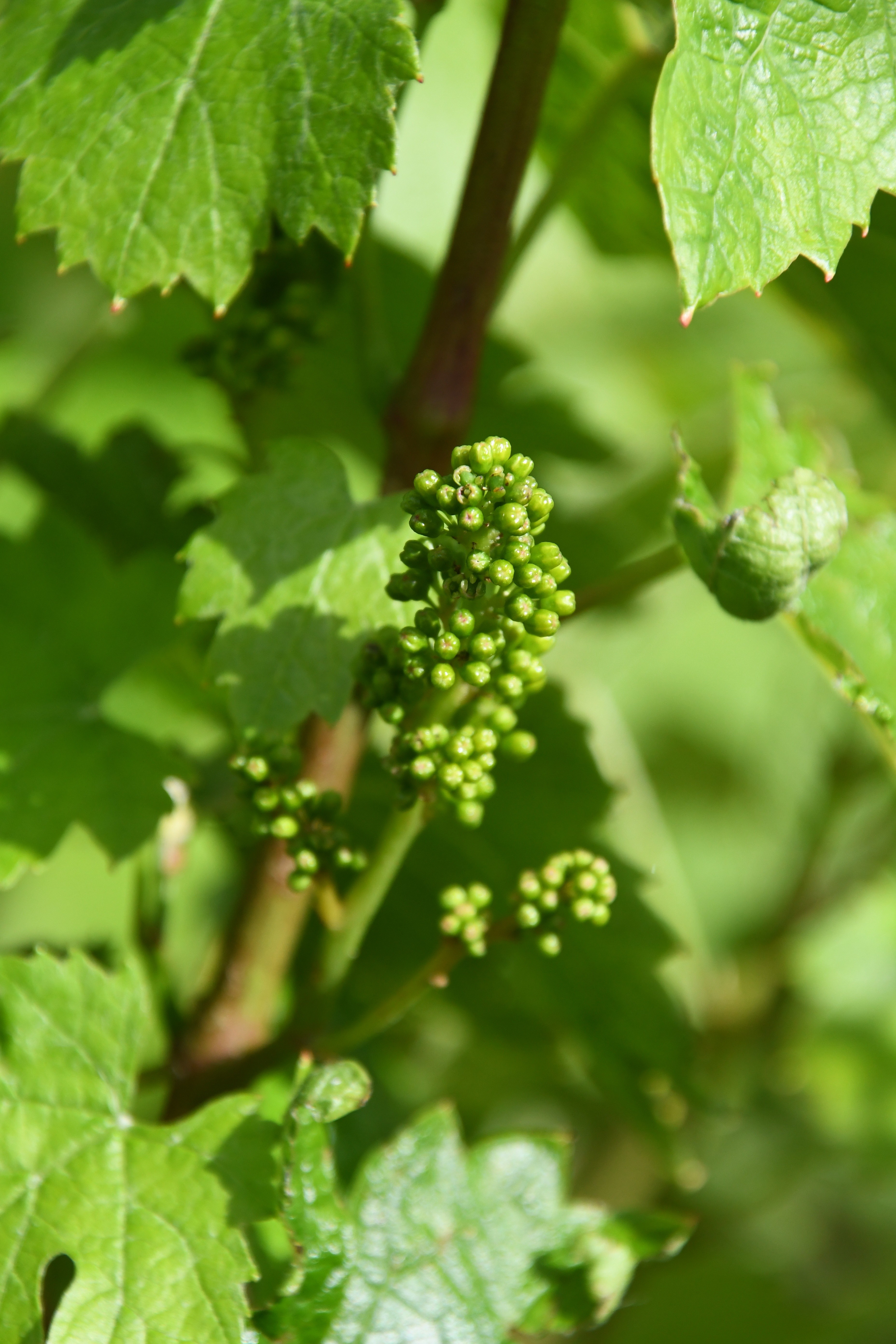 photo raisin grappe.jpg