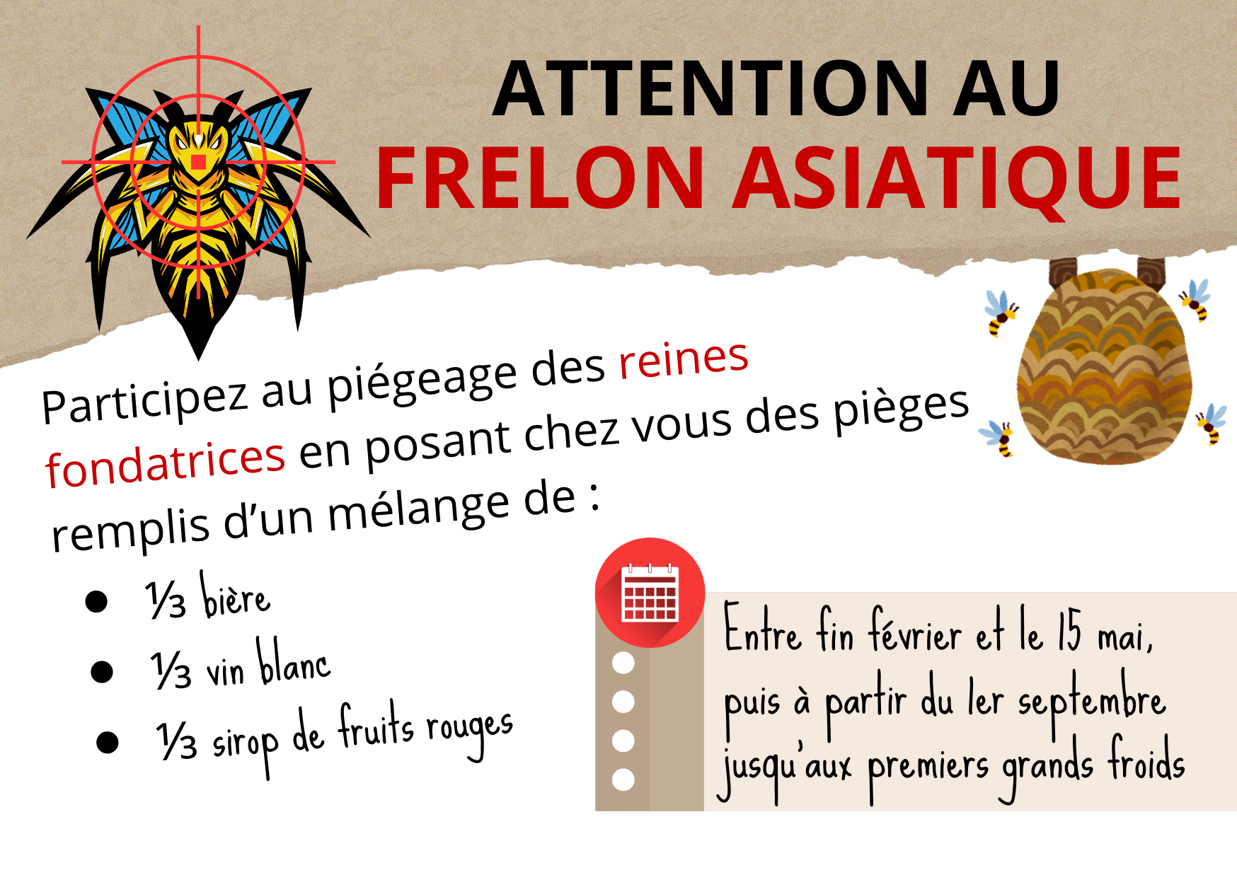 FRELON ASIATIQUE