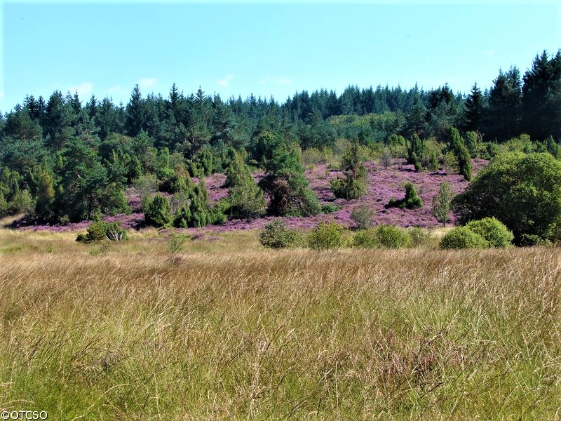 sentier lande de la mazure petite boucle _2_.jpg