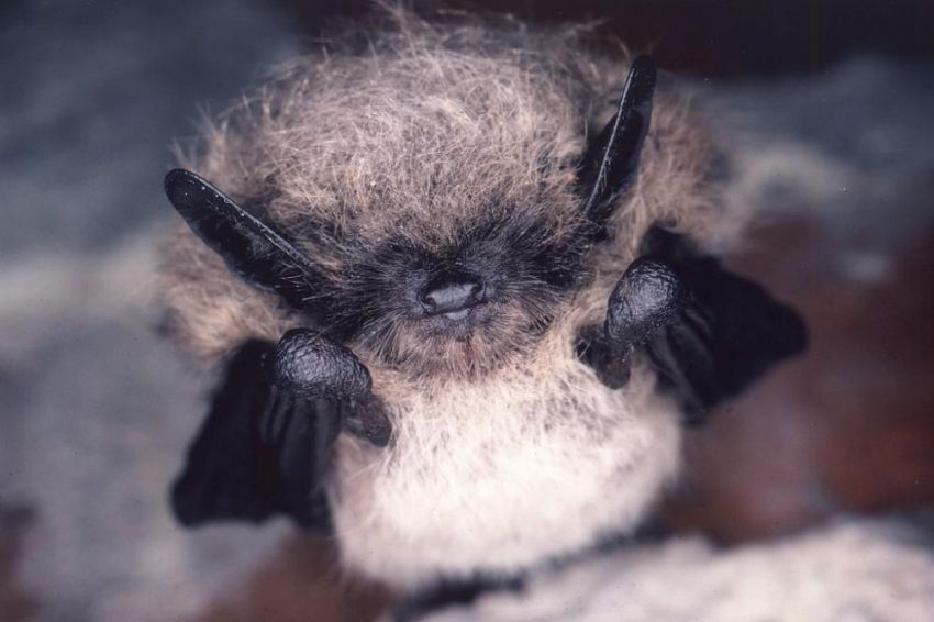 murin_a_moustaches_f_schwaab.jpg