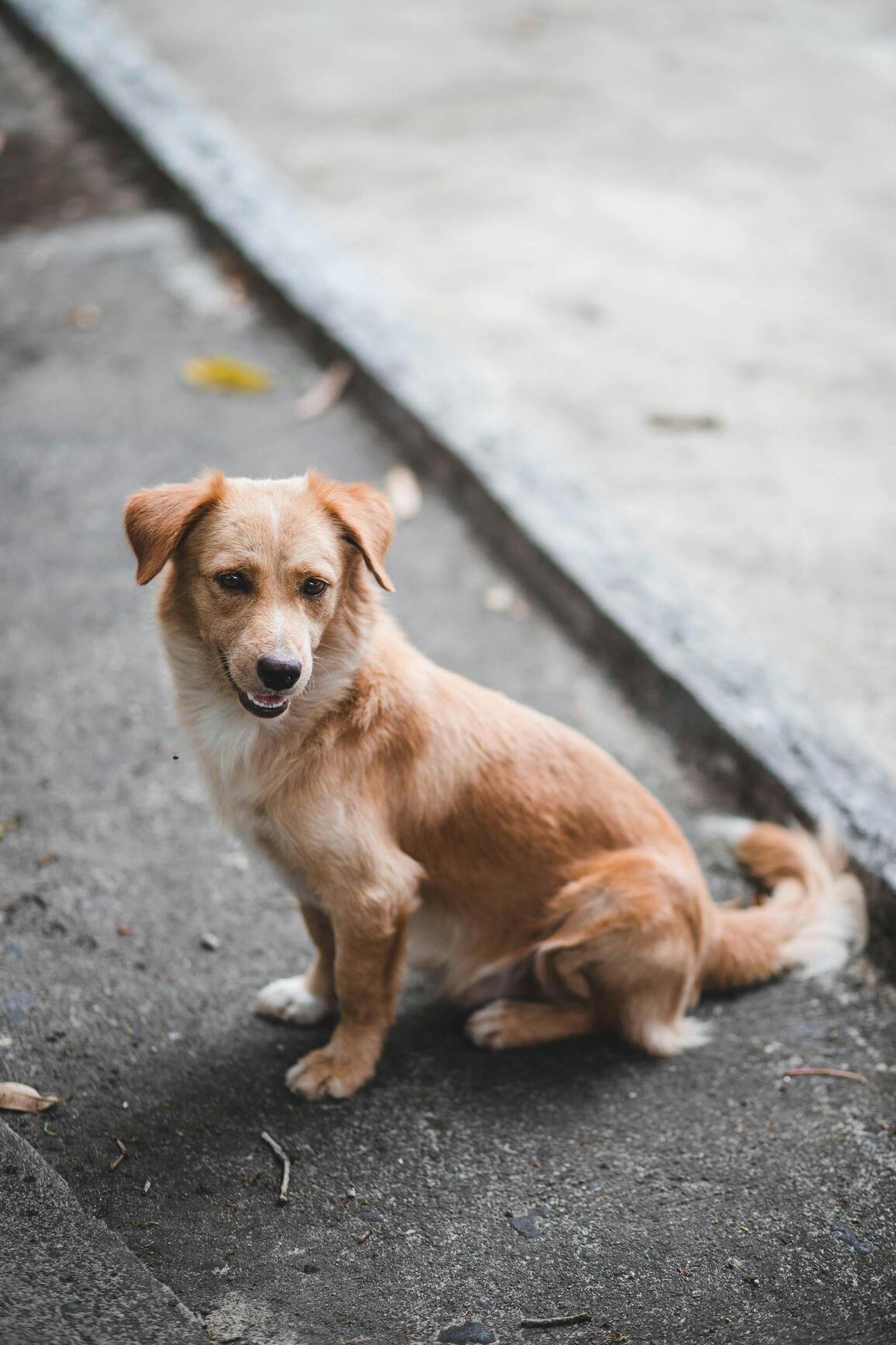 chien au fresne camilly _1_.jpg