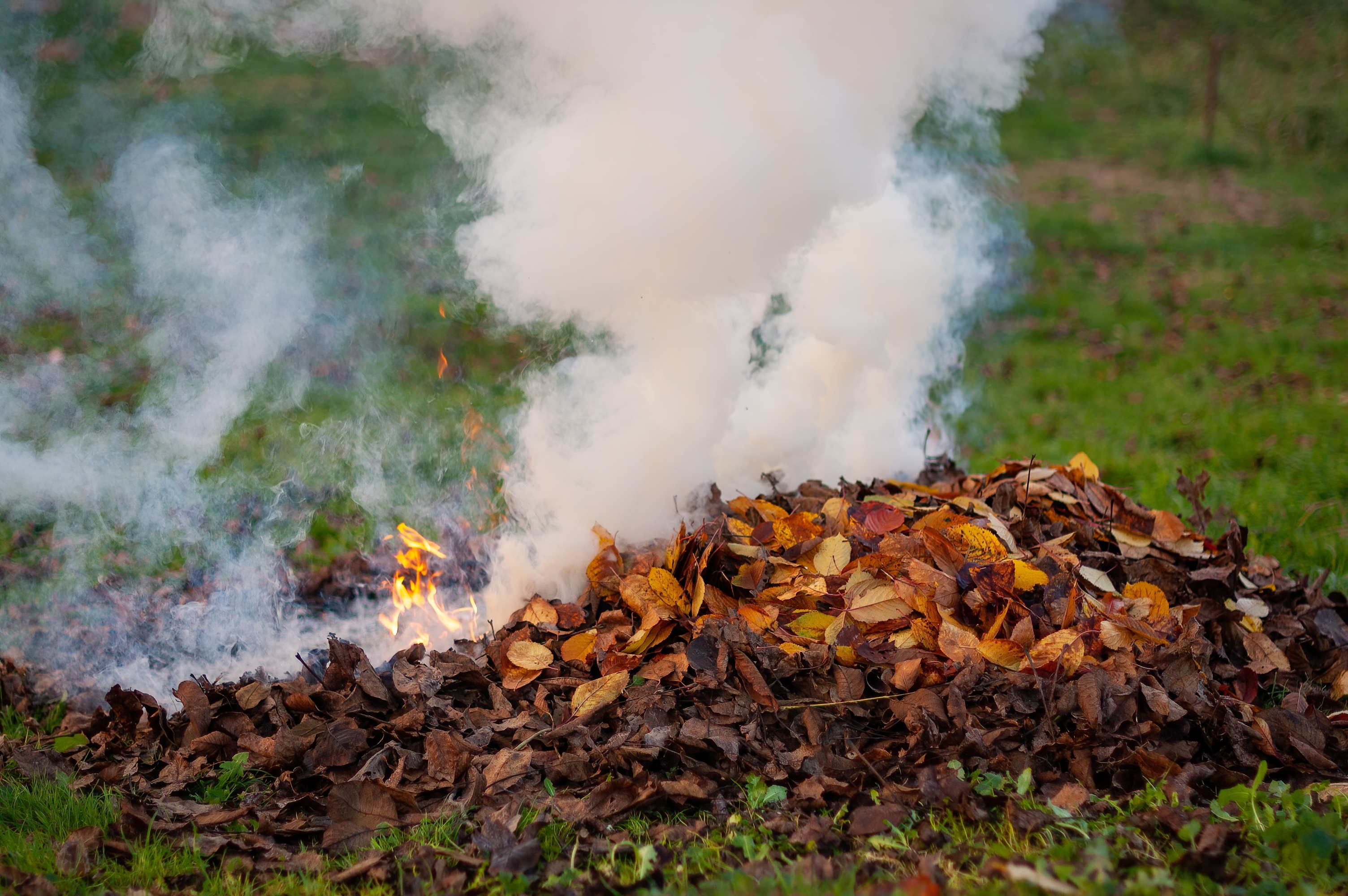 libre-bruler-feuilles-seches-sol.jpg