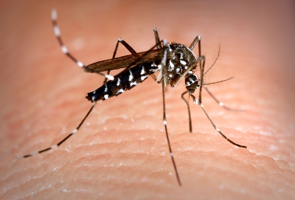 aedes-albopictus-mosquito-also-known-as-the-asian-tiger-mosquito-960x651.jpg