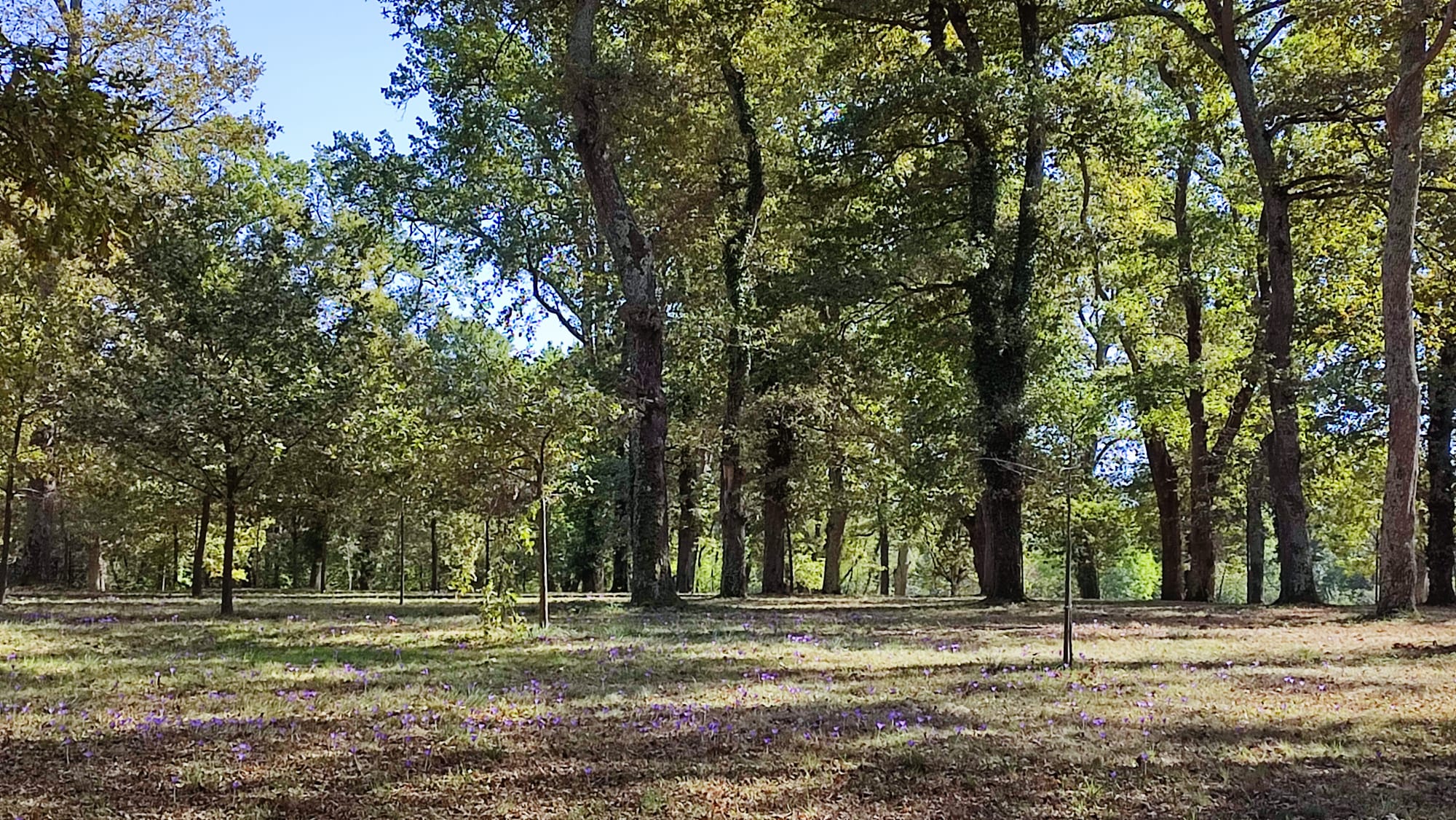 Logo Commune de Momères