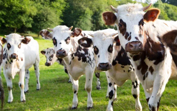 elevage bovin beauchene.jpg