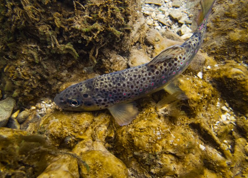 peche truite fario larchamp.jpg