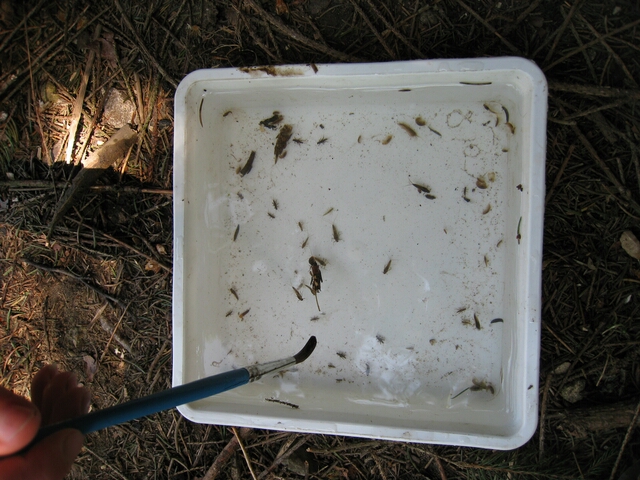 Recherche de bête 2.jpg