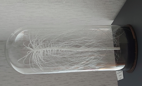 M Salvator Morel.jpg