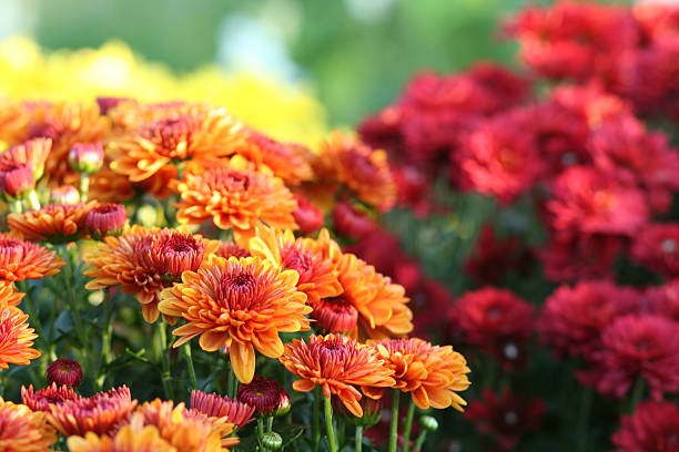 fleurs automne.jpg