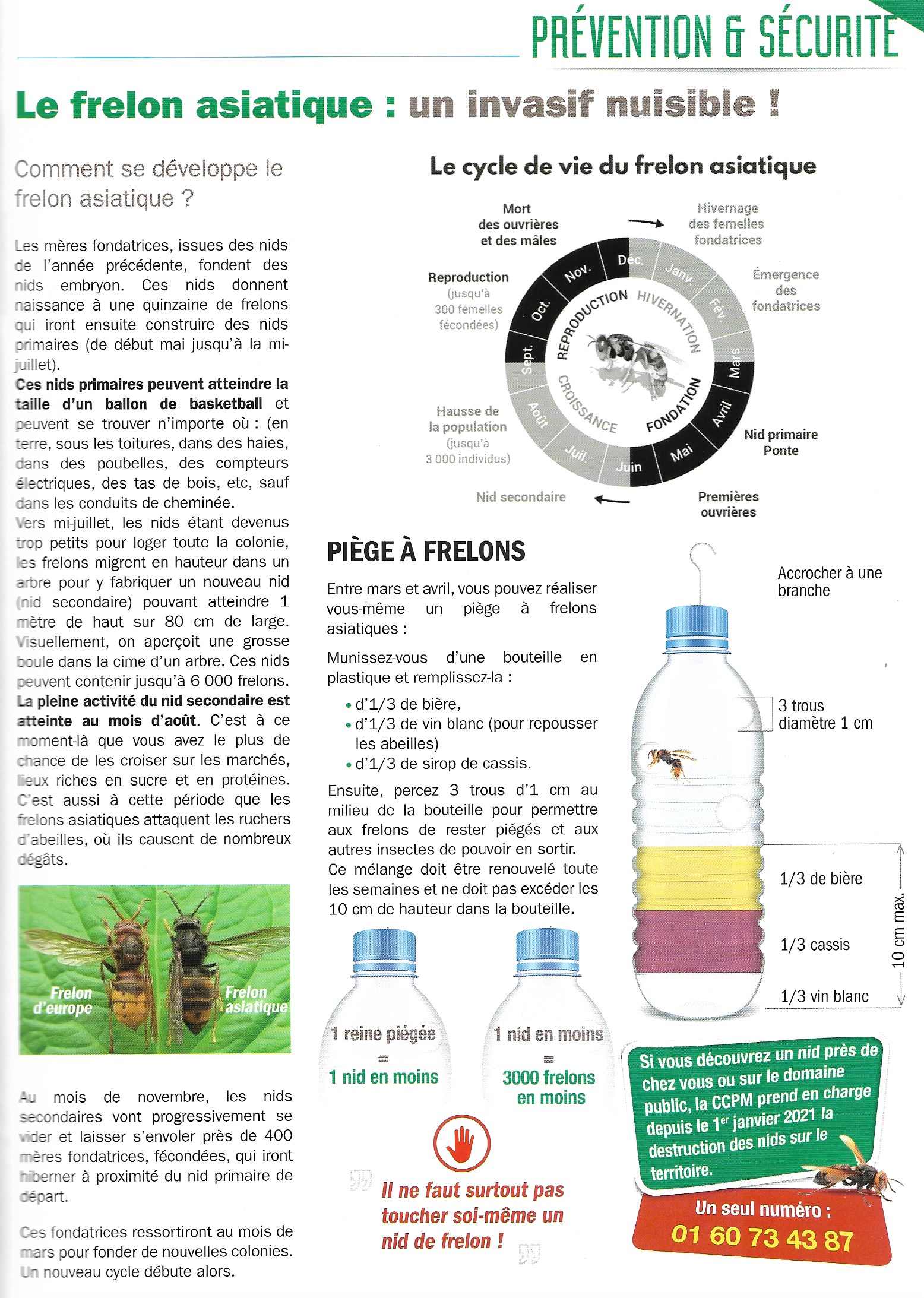 Frelons asiatiques, prévention et sécurité