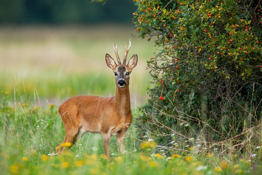 un-cerf-se-tient-dans-un-champ-1080x721.jpg