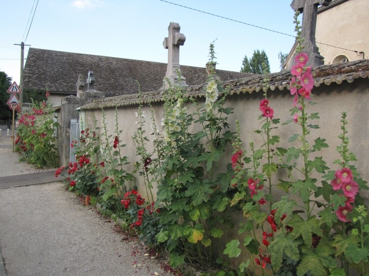 Fleurs mur du cimetière