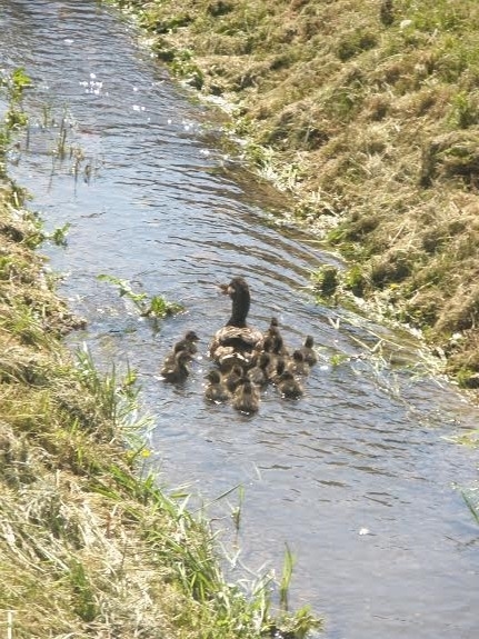Famille canard