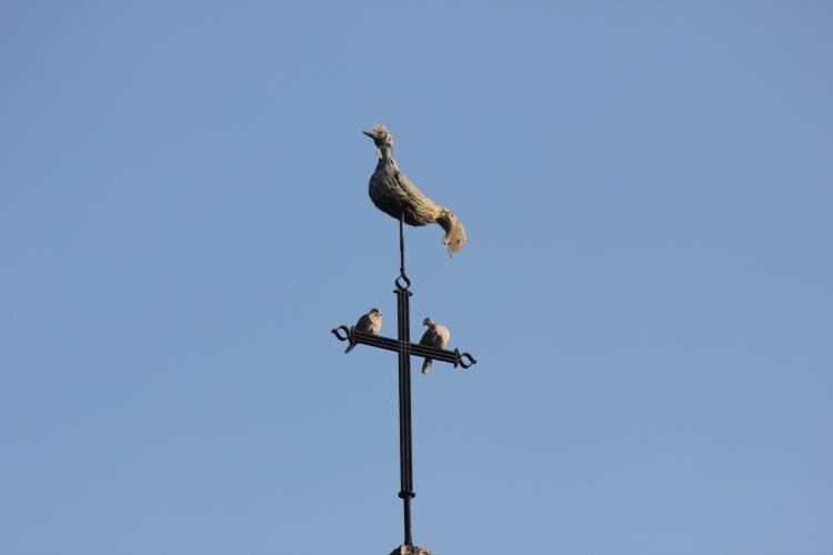Le coq de Tailly et ses tourterelles