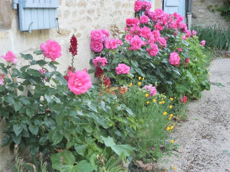 Roses