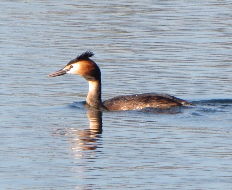 Grebe