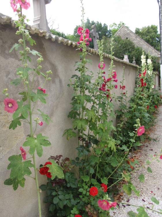 Roses trémières