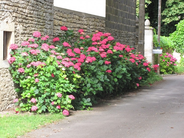 Massif de fleurs