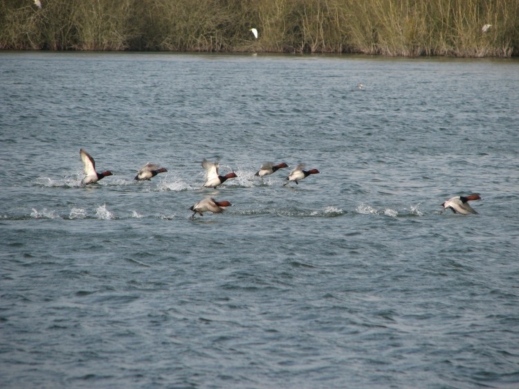 Envol de milouins