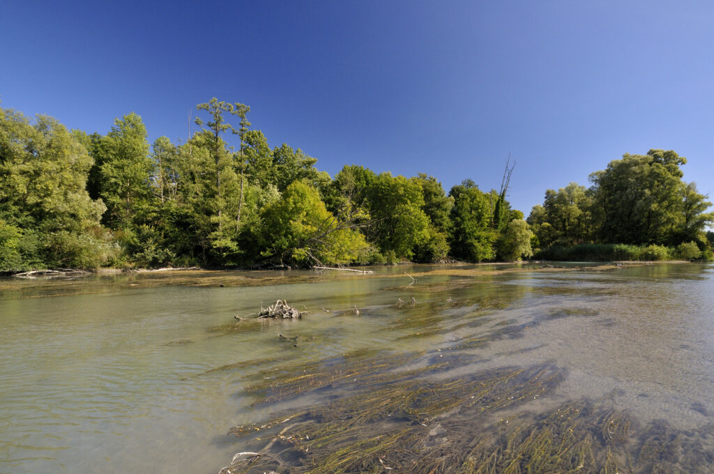 Le Gougeon Trémolacois.jpg