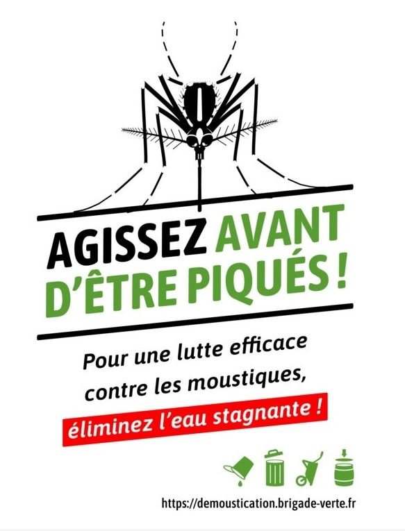 Moustique tigre.jpg