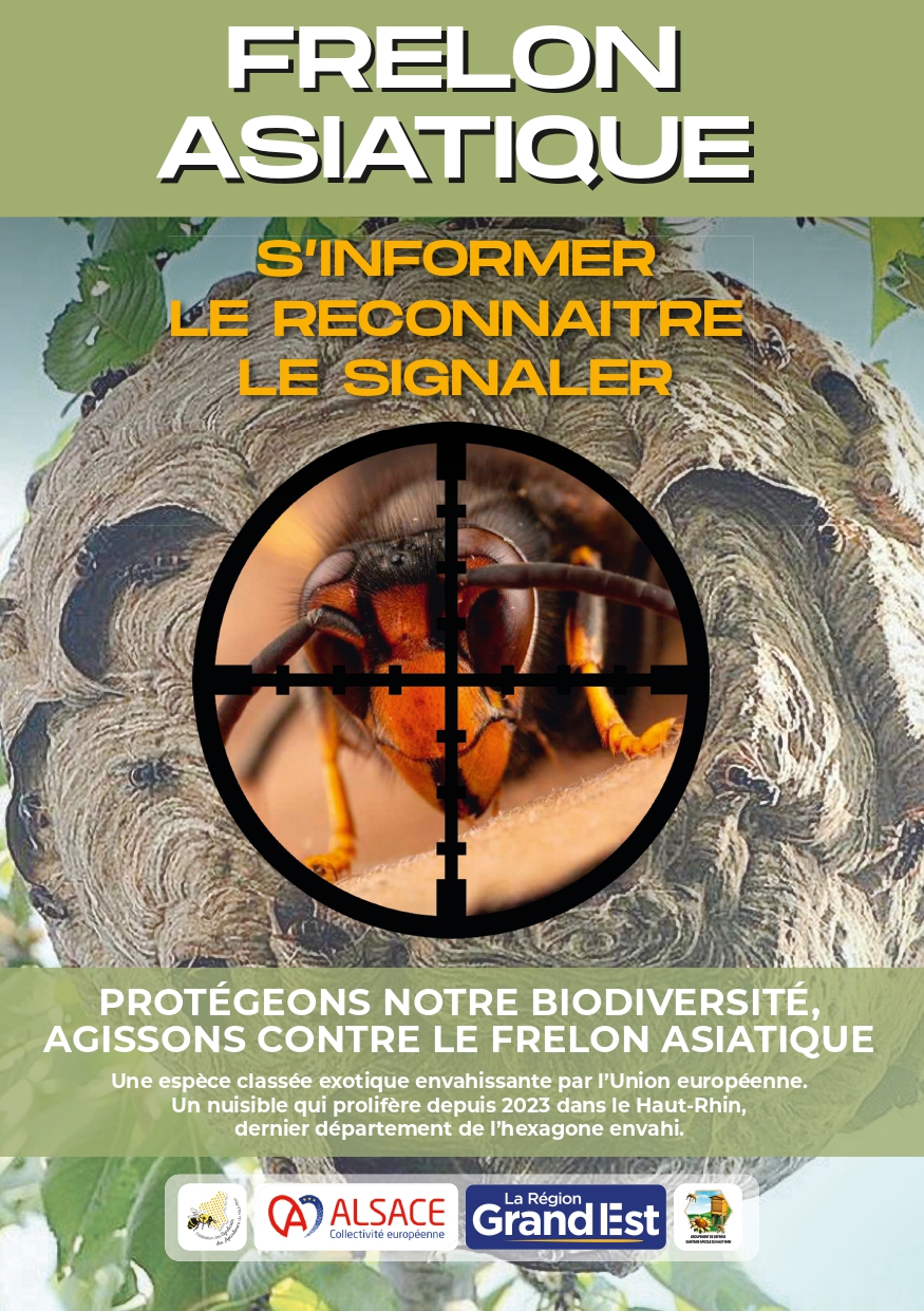 Lutte contre le frelon asiatique