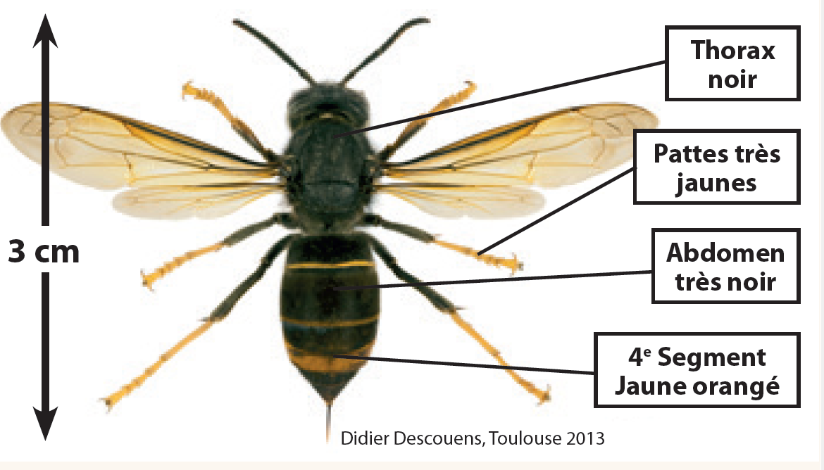 FRELONS ASIAT Capture d’écran 2026-02-23 190839.png