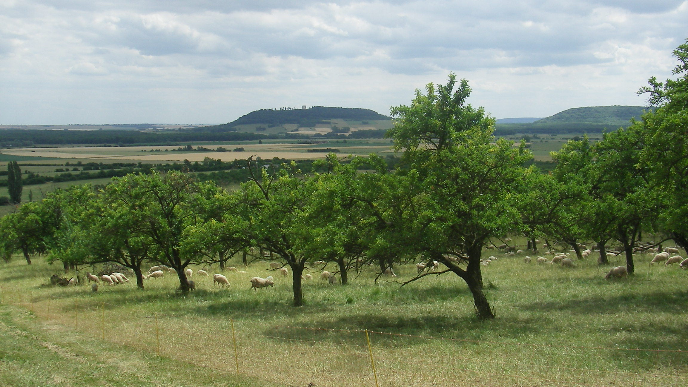 vergers à heudicourt et buxières _10_.JPG