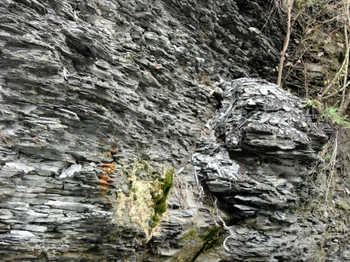 Creveney Schistes bitumeux du Toarcien.jpg